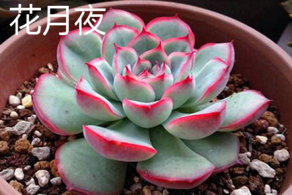 first love plant