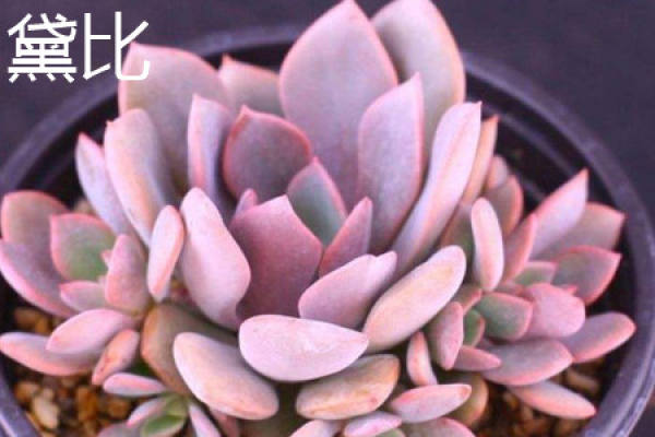 gorgeous windmill plant