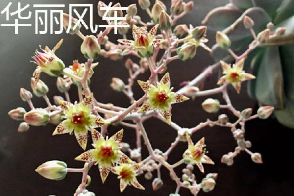gorgeous windmill plant