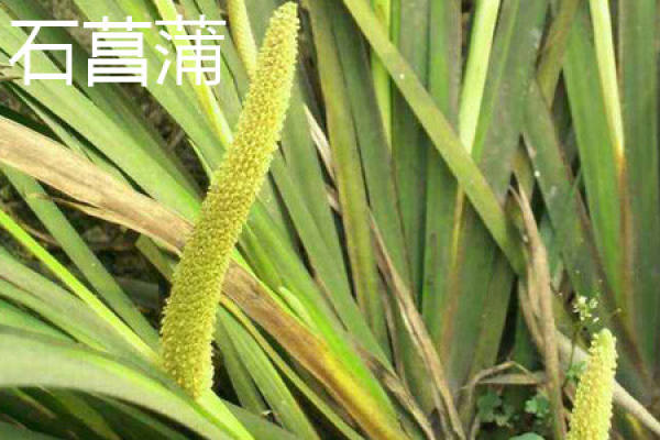 golden thread puye slice