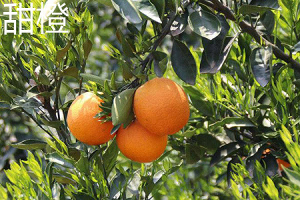sweet orange