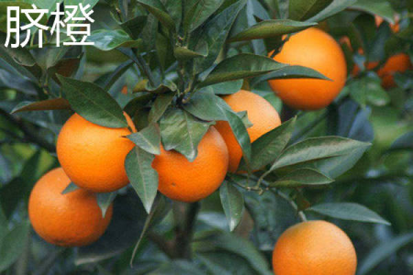 sweet orange