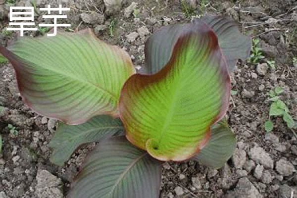 taro plant