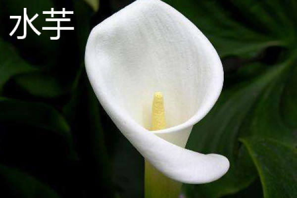 taro plant