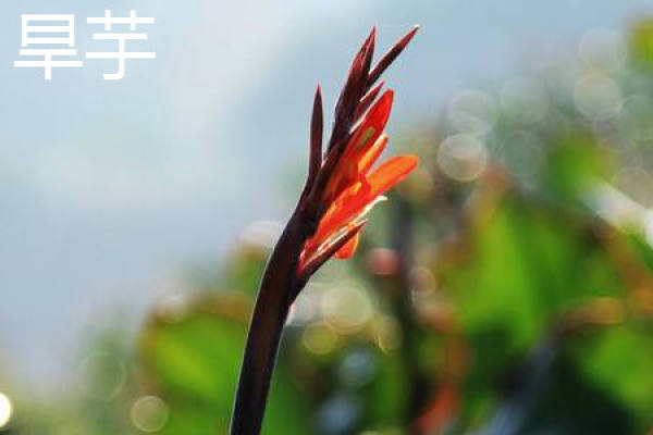 Dryland Taro Flower