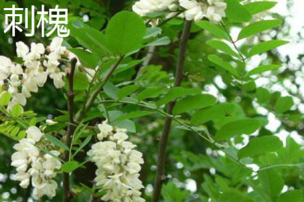 Robinia pseudoacacia Robinia pseudoacacia