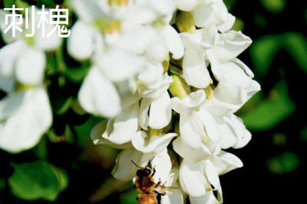 Black locust Black locust