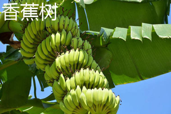 banana tree
