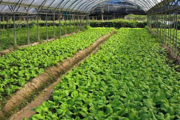 Vegetable