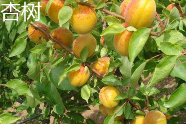 apricot