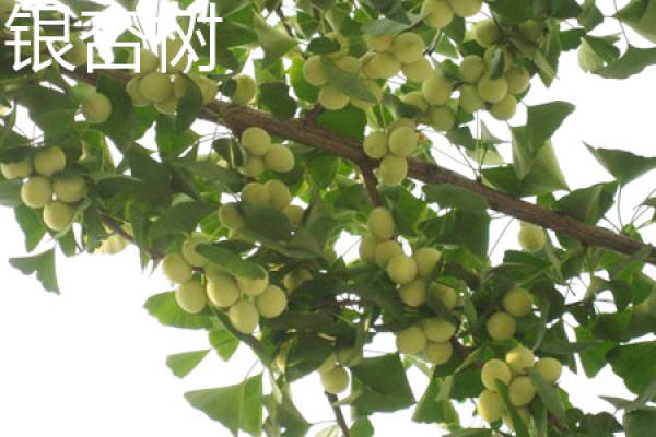 Ginkgo tree