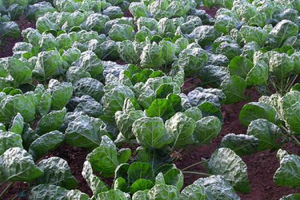 Vegetable