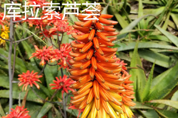 Aloe barbadensis
