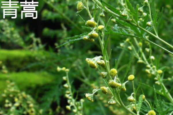Artemisia annua L.