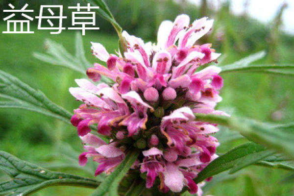Herba Leonuri