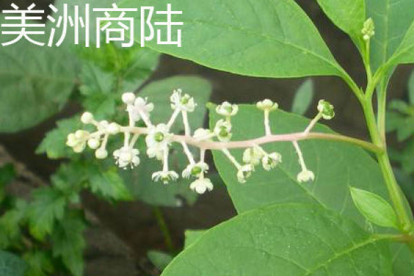 pokeweed