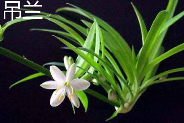 Chlorophytum comosum