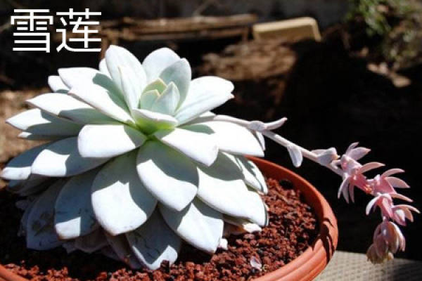 Snow Lotus