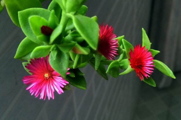 Peony chlorophytum