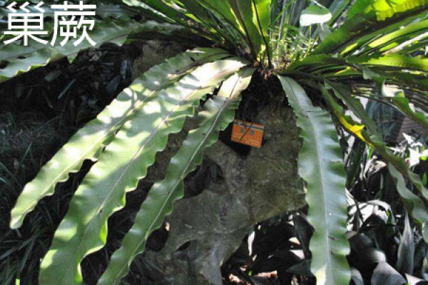 Nest Fern