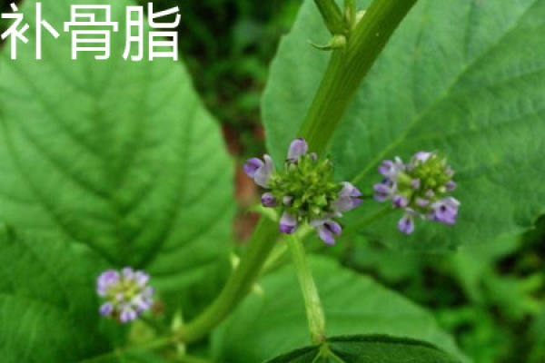 Fructus Psoraleae