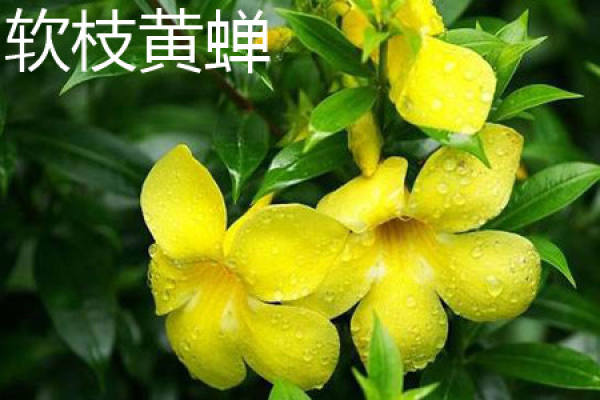 Huang Zhi Ruan Chan
