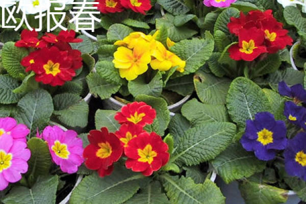 Primula