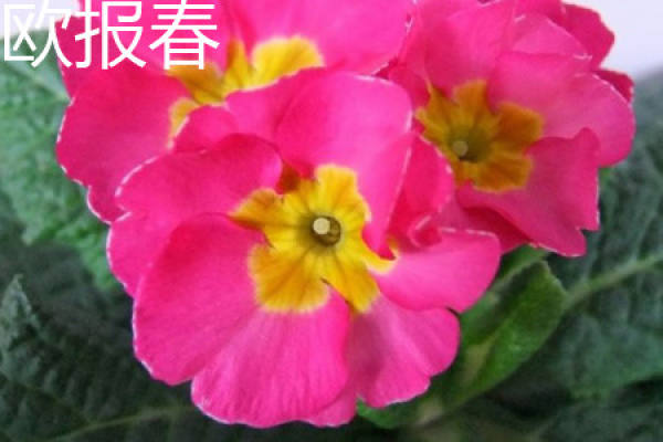Primula