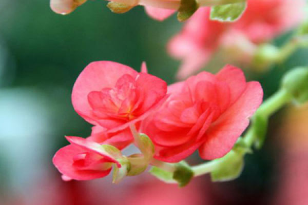 Begonia