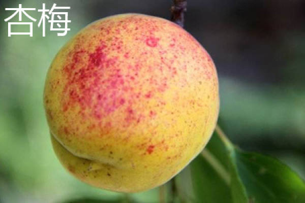 apricot plum