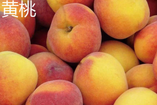 apricot plum