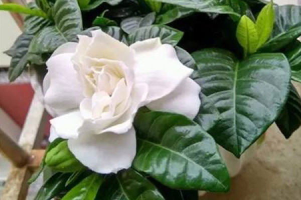 Gardenia