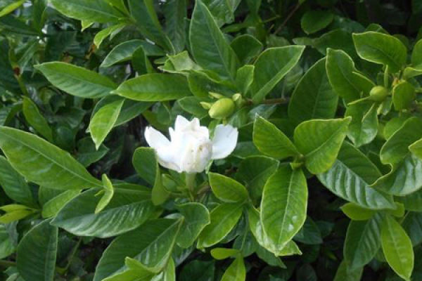 Gardenia