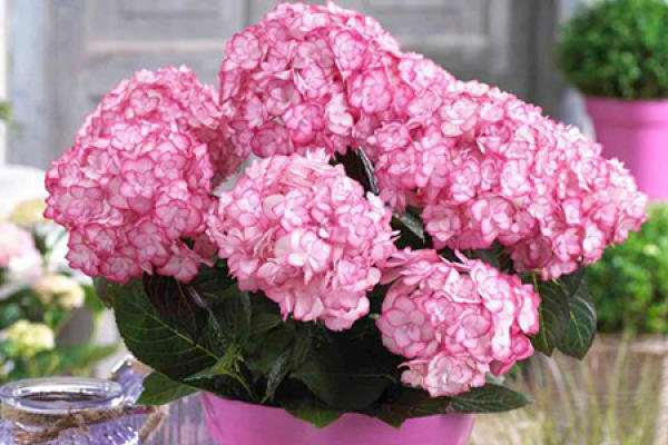 Hydrangea macrophylla