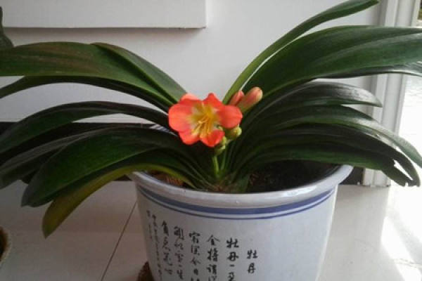 Clivia miniata