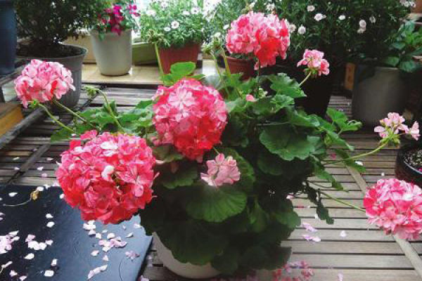 Geranium