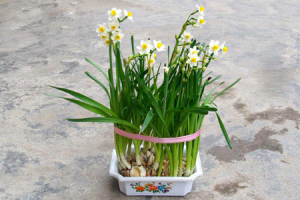 Narcissus