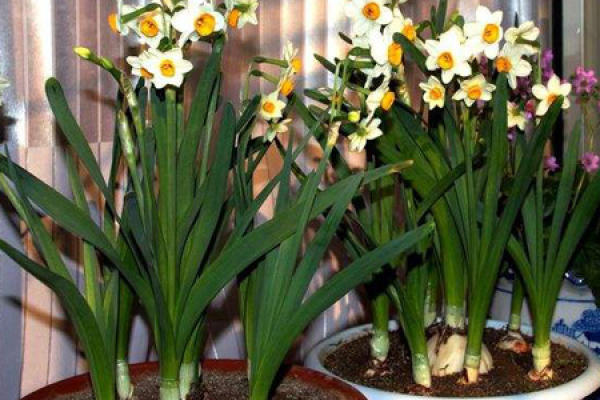 Narcissus
