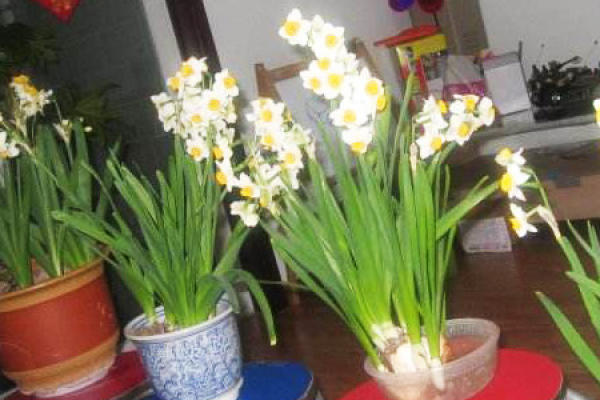 Narcissus