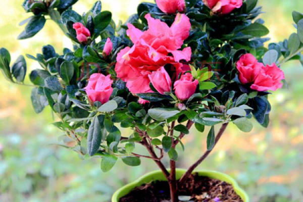 Rhododendron