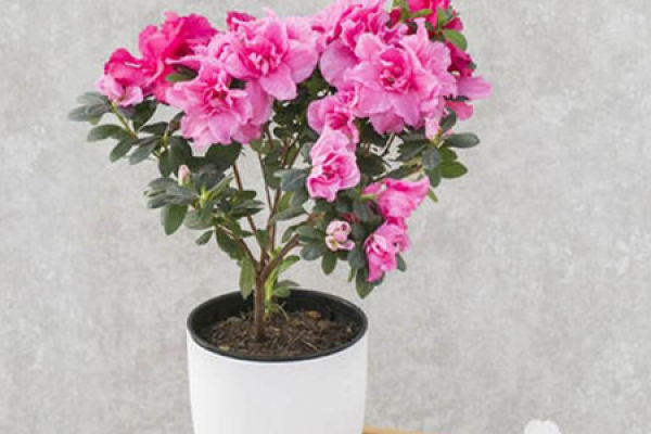 Rhododendron
