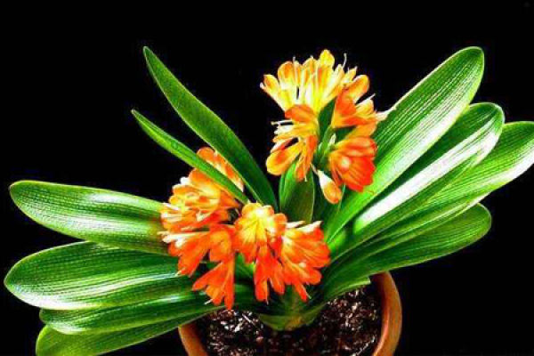 Clivia miniata