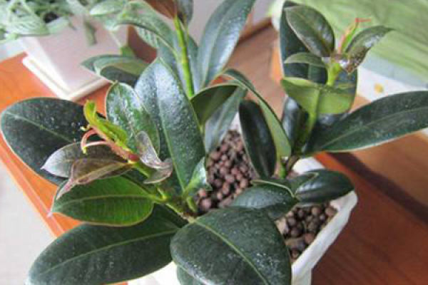 Rubber fig