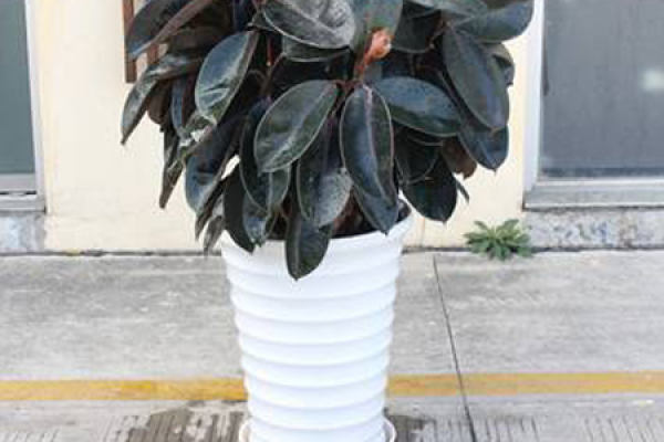 Rubber fig