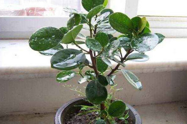 Rubber Tree