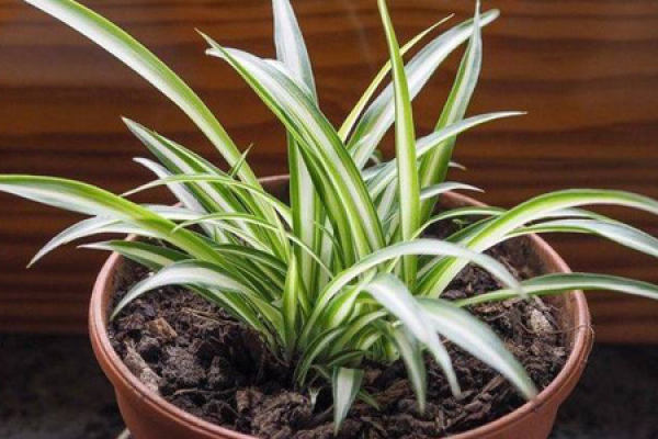 Chlorophytum comosum