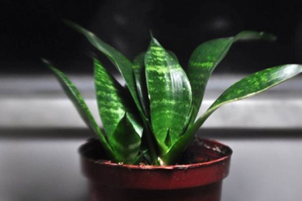 Sansevieria