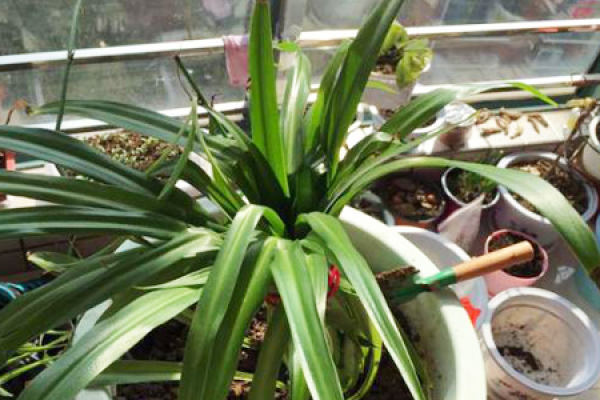 Orchid