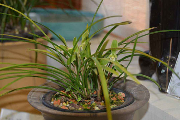 Orchid