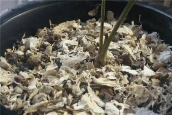 Orchid root cultivation